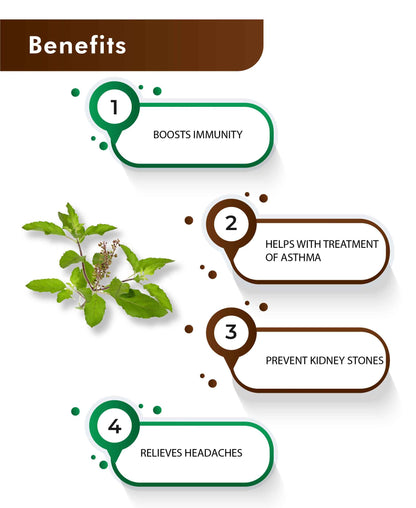 H&C Natural Tulsi Powder 100gm - Immunity & Stress Relief